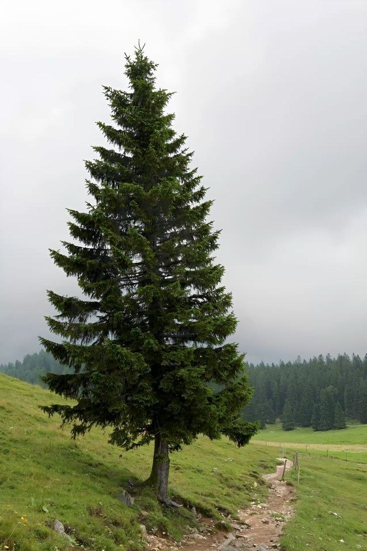 Sapin solitaire dans une prairie de montagne